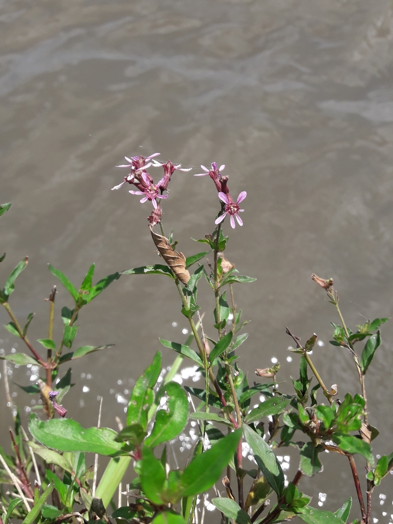 Cuphea fruticosa