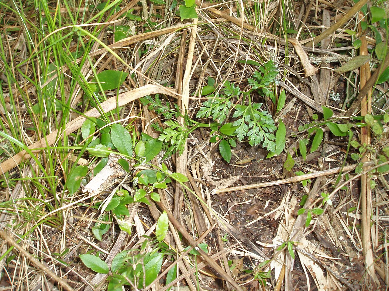 Sceptridium australe