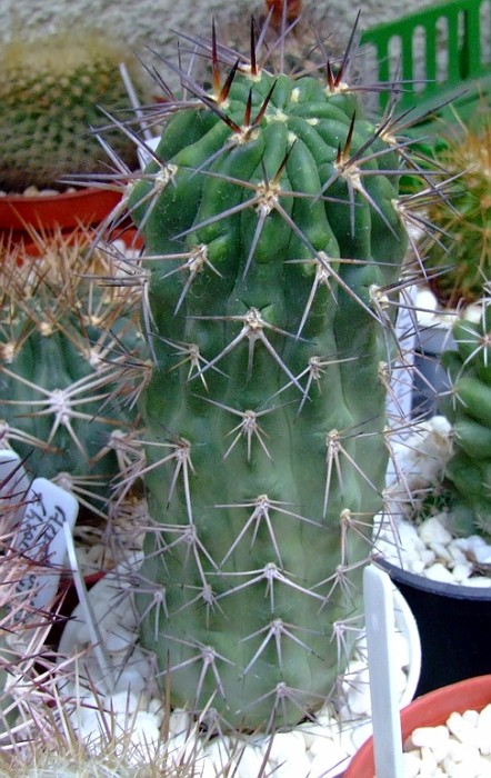Acanthocalycium ferrarii