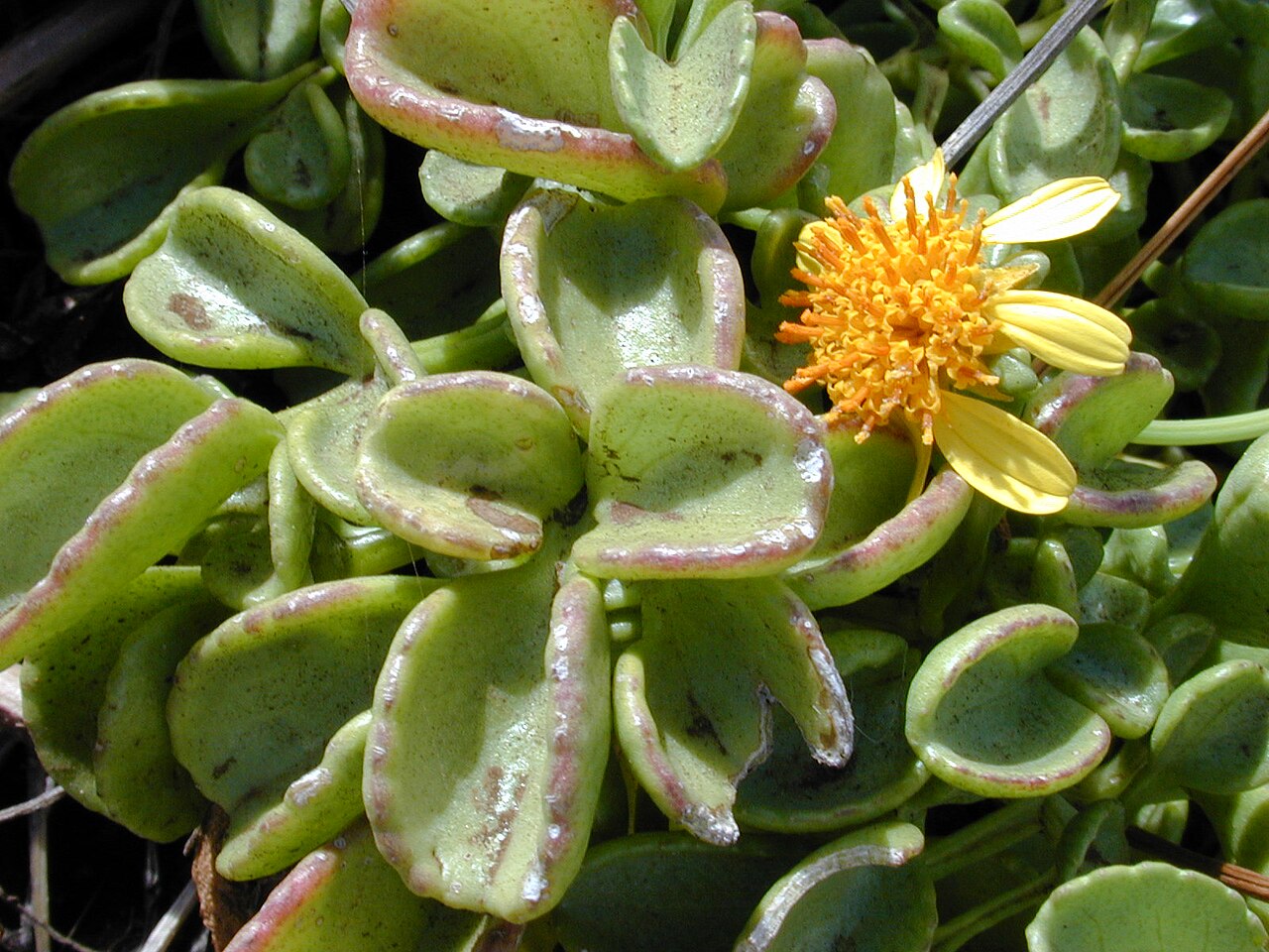 Bidens mauiensis
