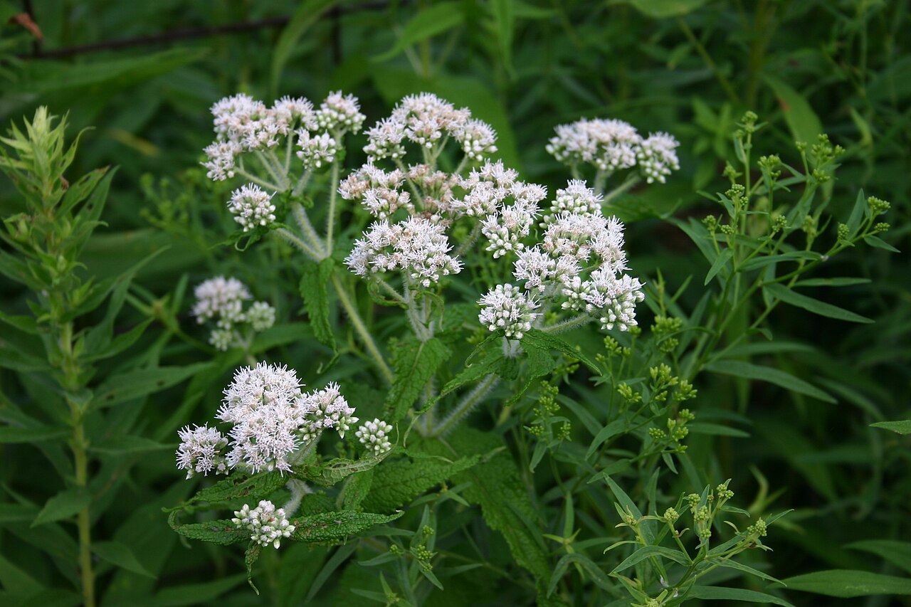 Common boneset or just boneset