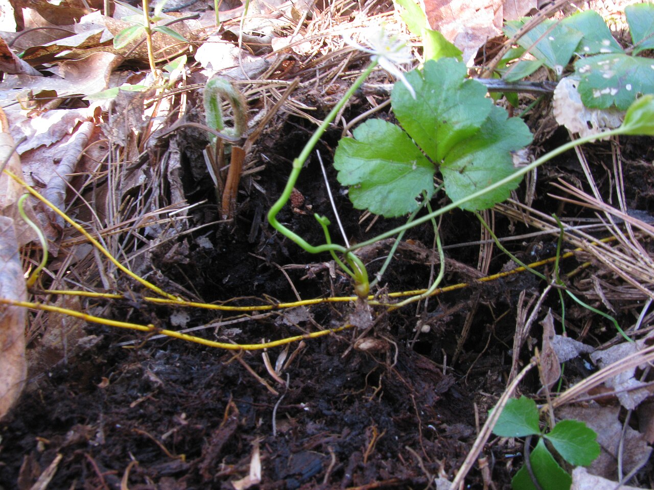 Coptis trifolia