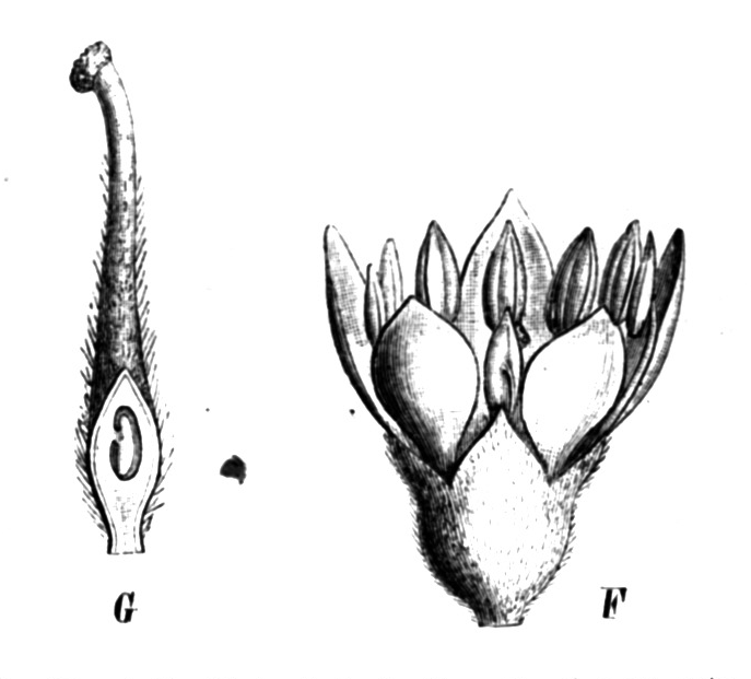 Schnella maximiliani