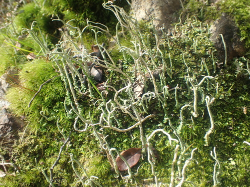 Cladonia corniculata