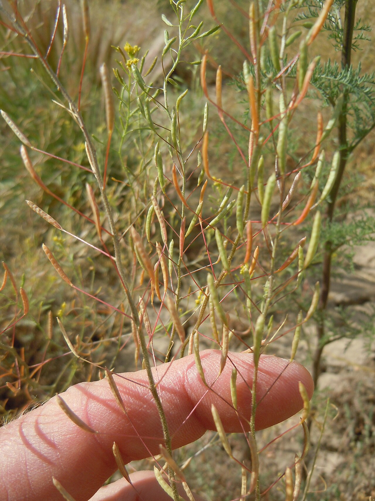 Descurainia pinnata