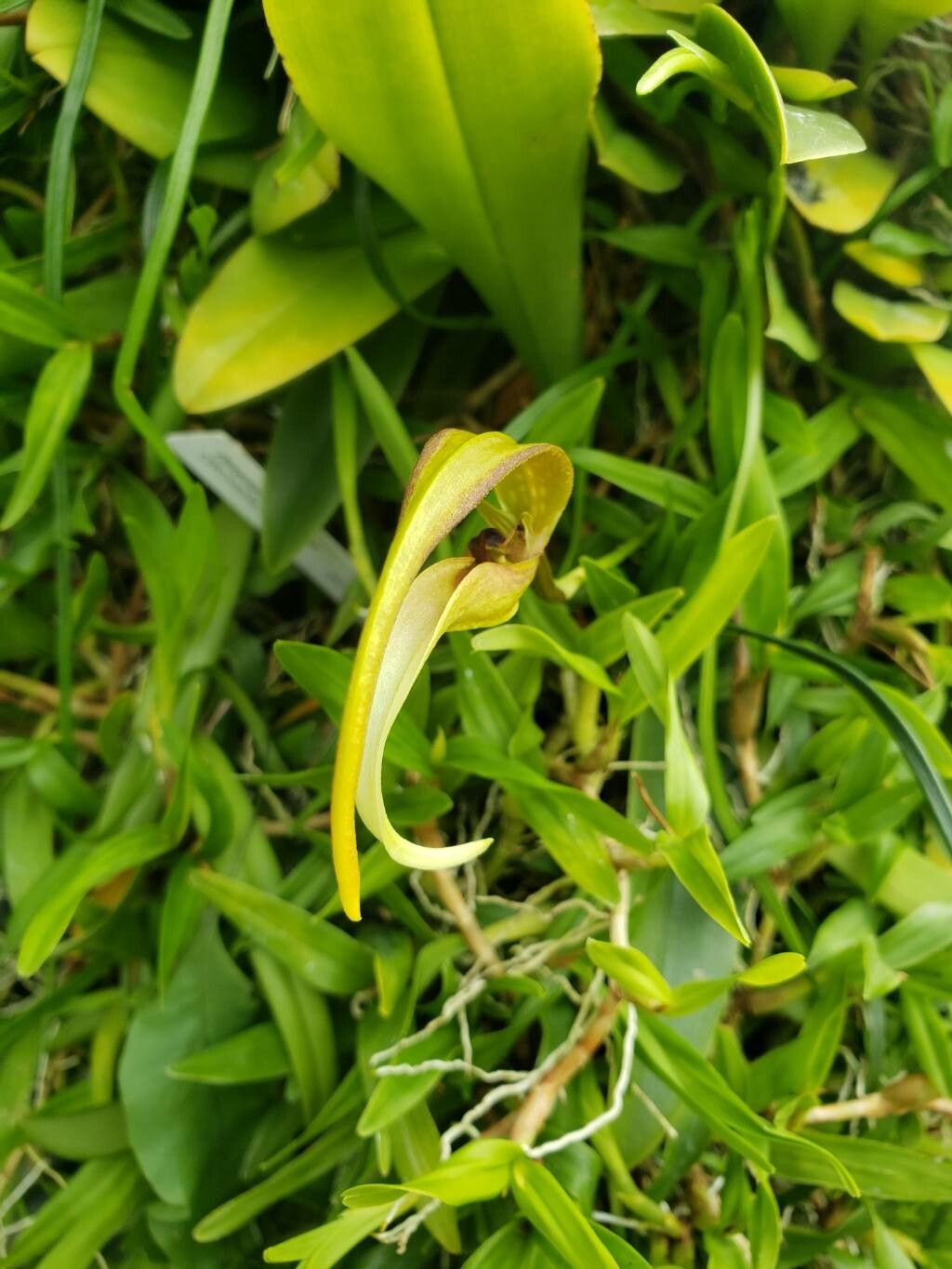 Bulbophyllum inaequisepalum