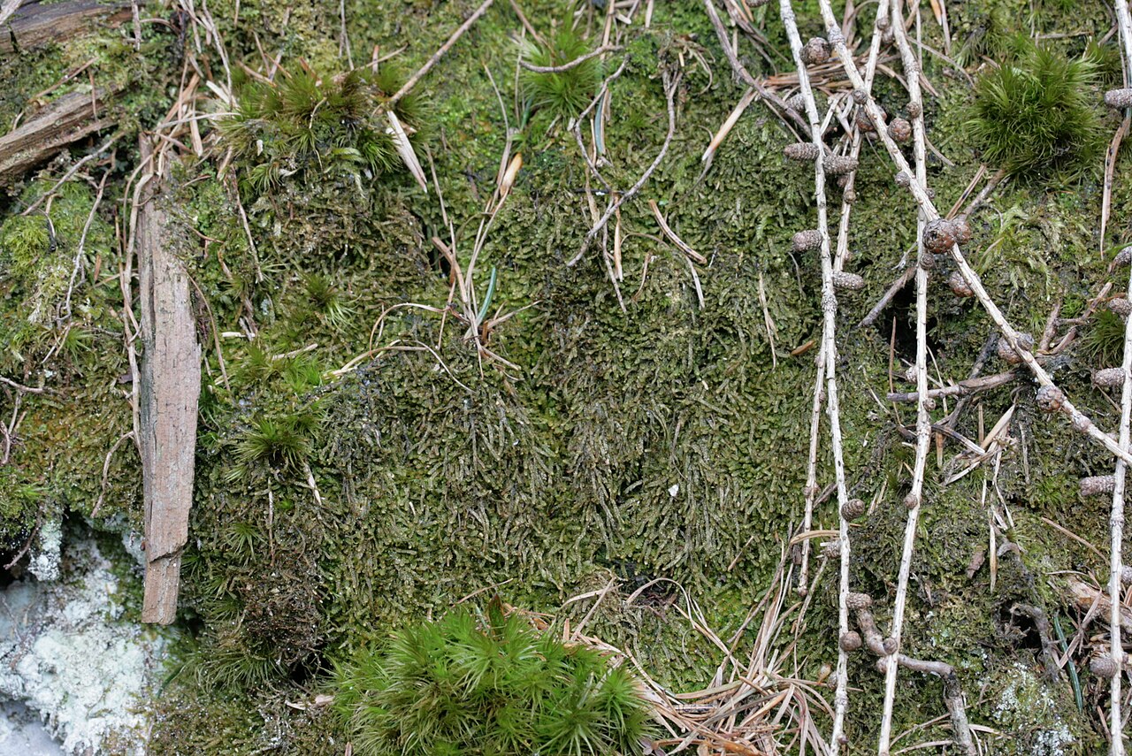Sphenolobus minutus