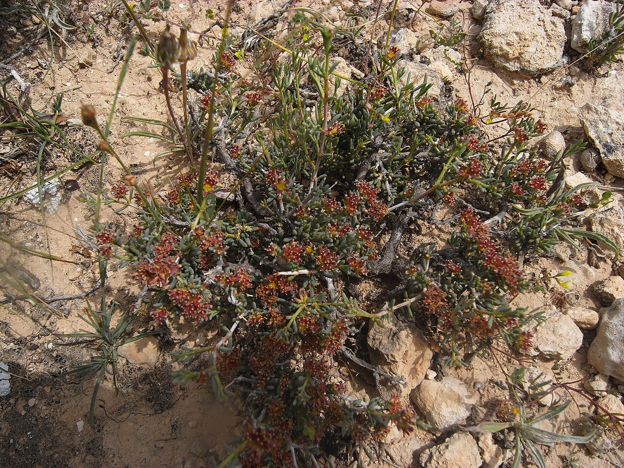 Gymnocarpos decandrus