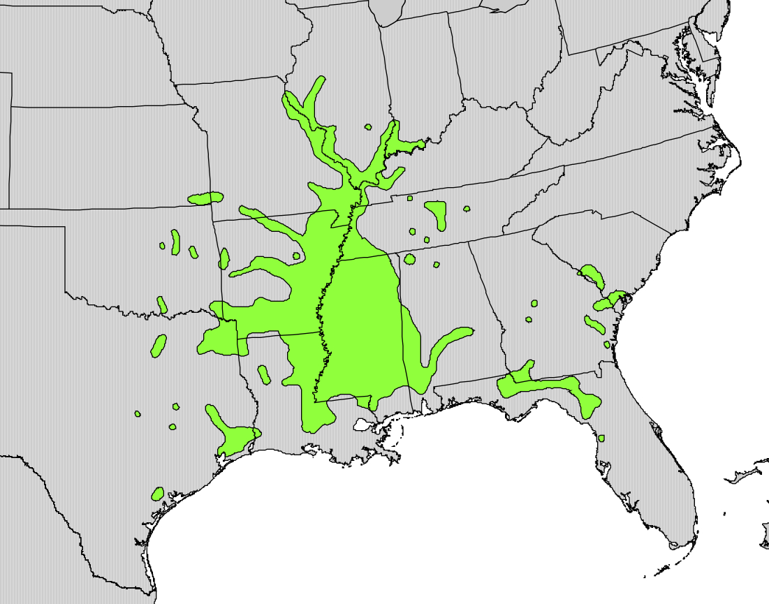 Eastern swamp privet