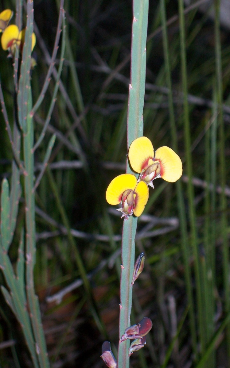Bossiaea scolopendria