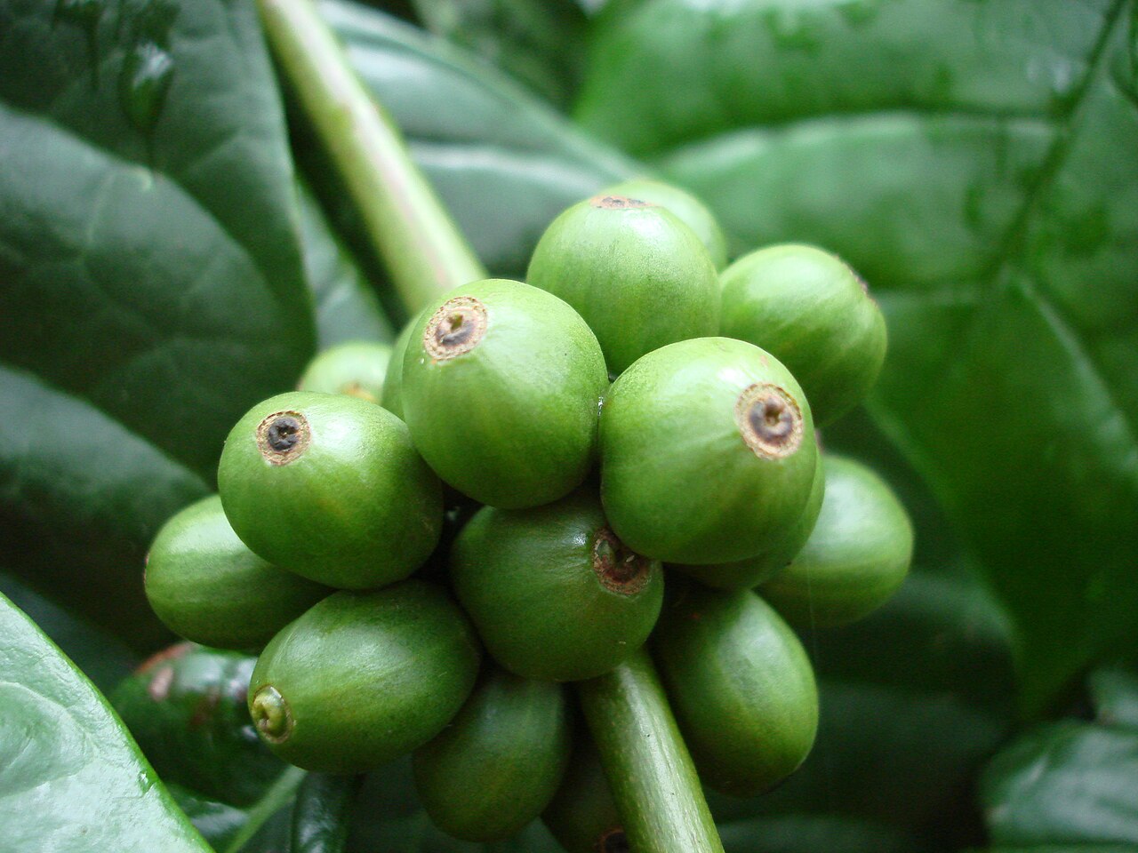 Coffea canephora