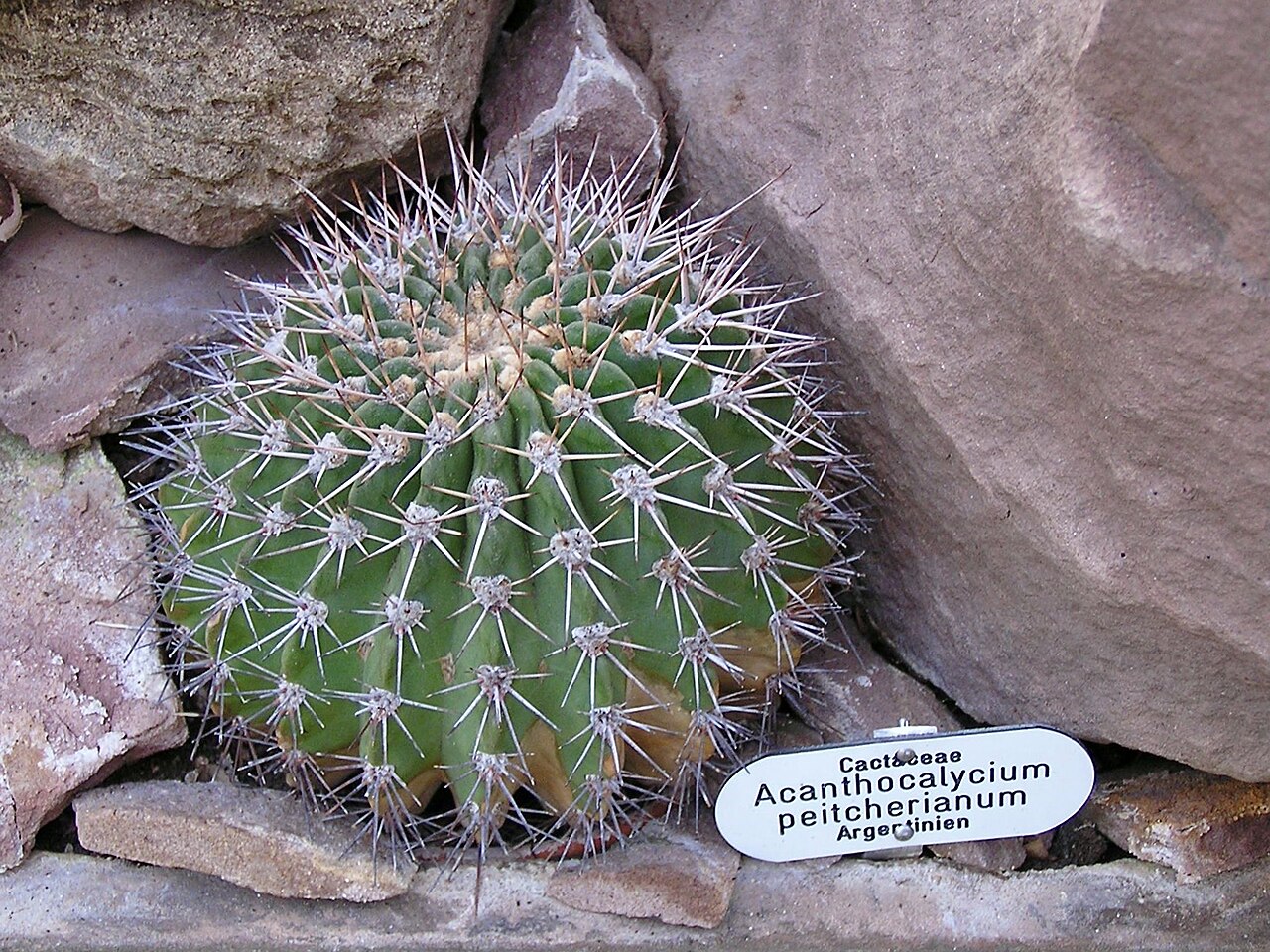 Acanthocalycium spiniflorum