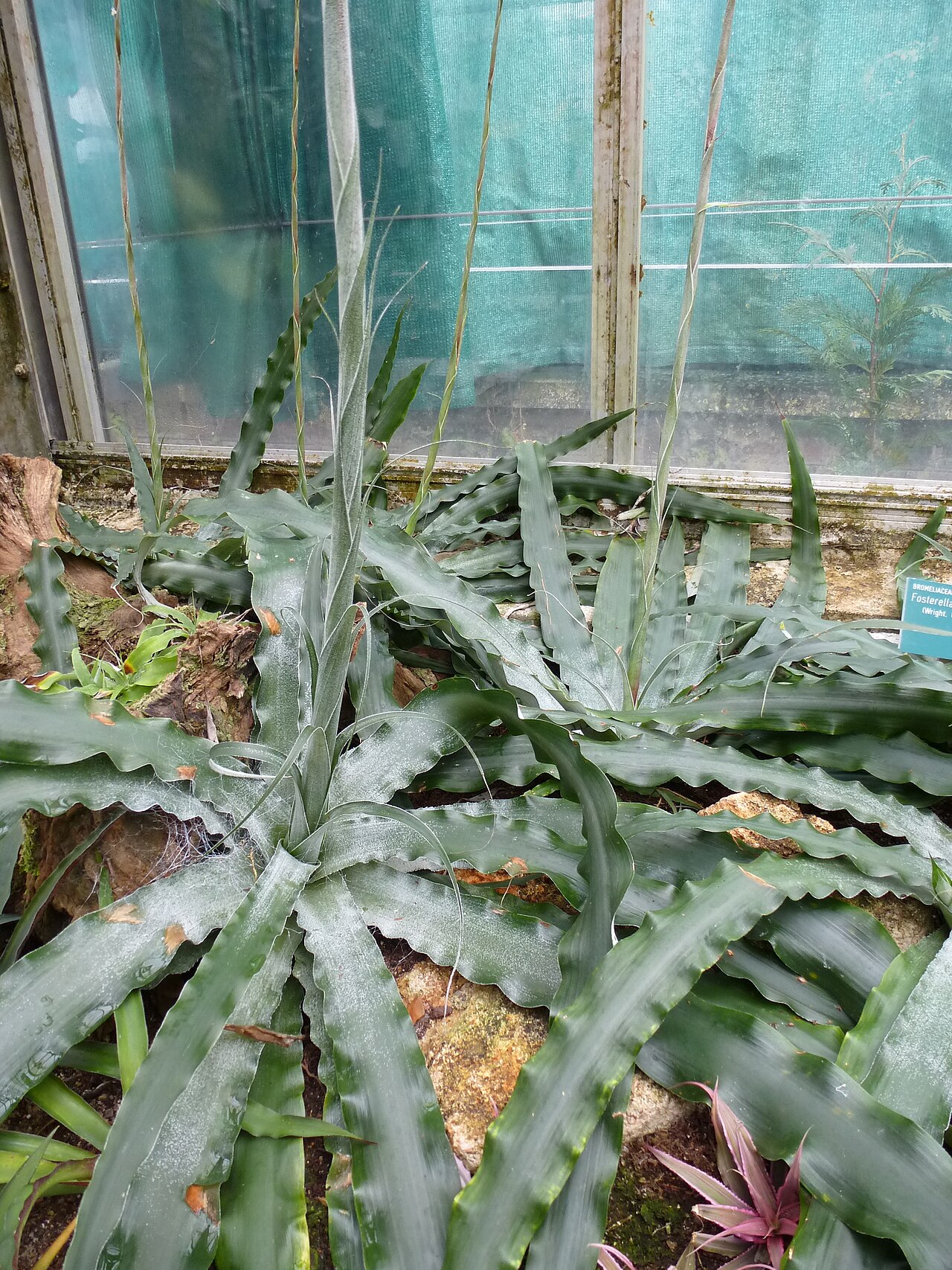 Fosterella penduliflora