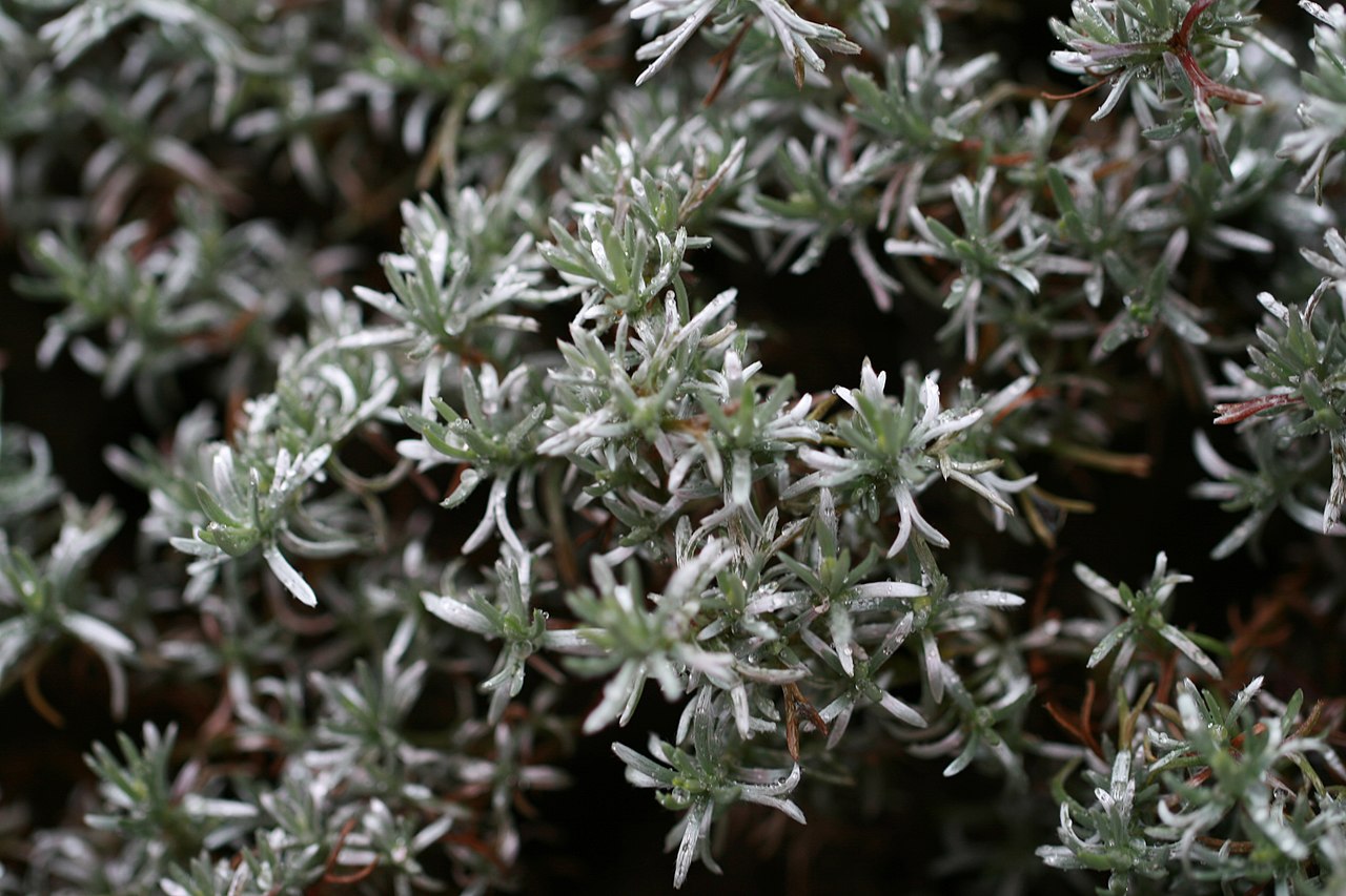 Eumorphia prostrata