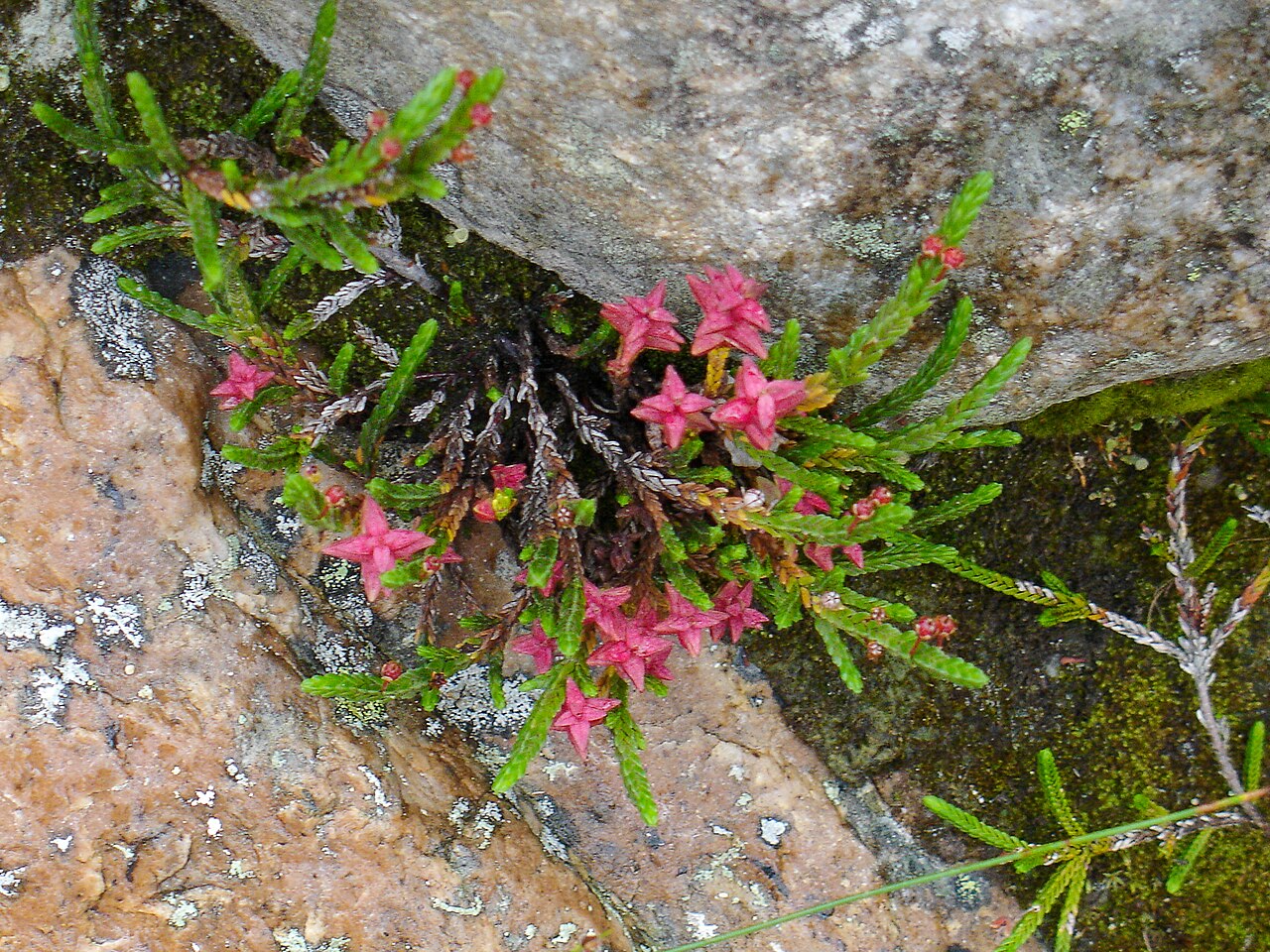Exobasidium cassiopes