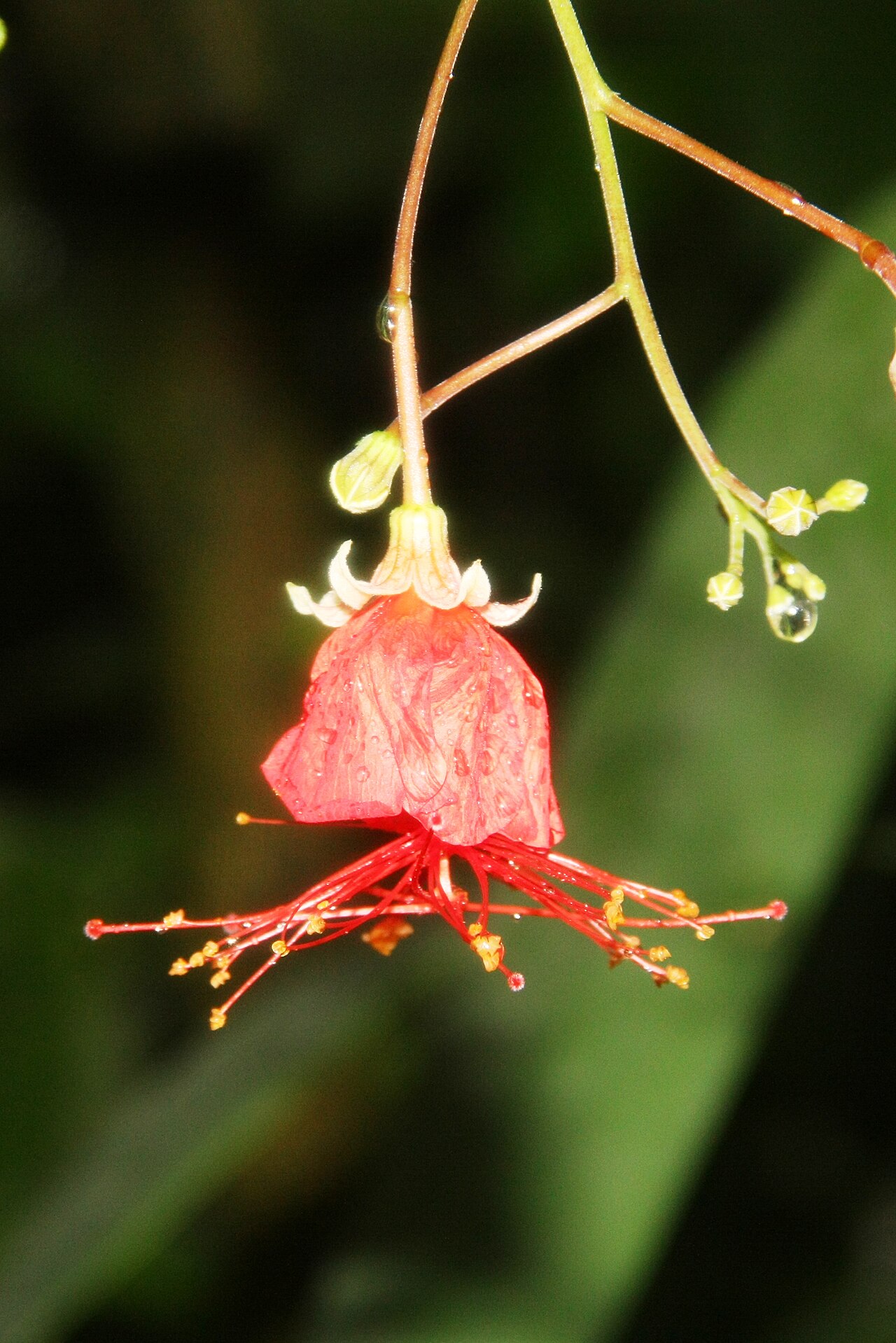 Hibiscus grandidieri