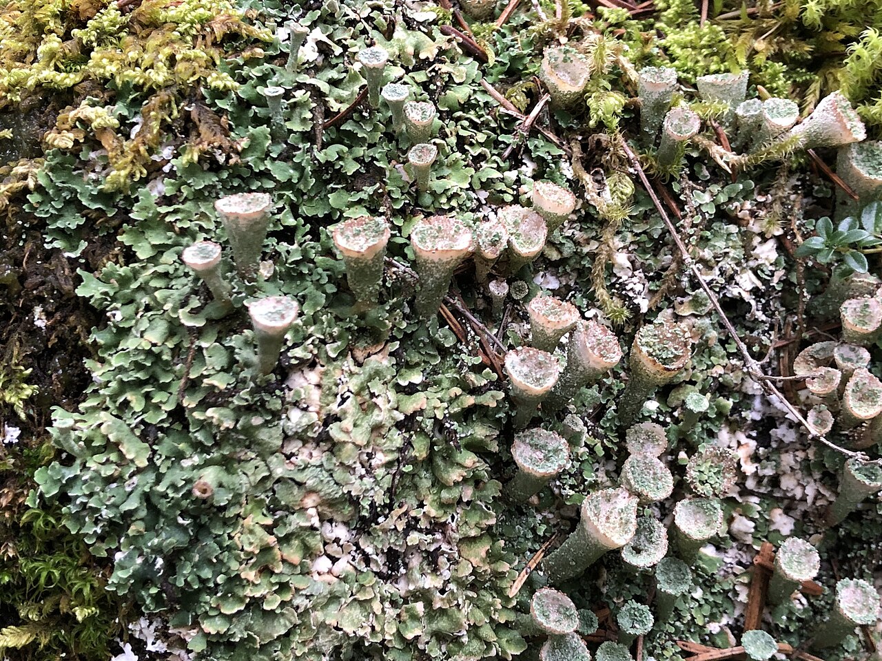 Cladonia pocillum