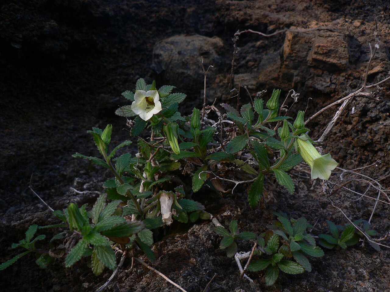Campanula bravensis