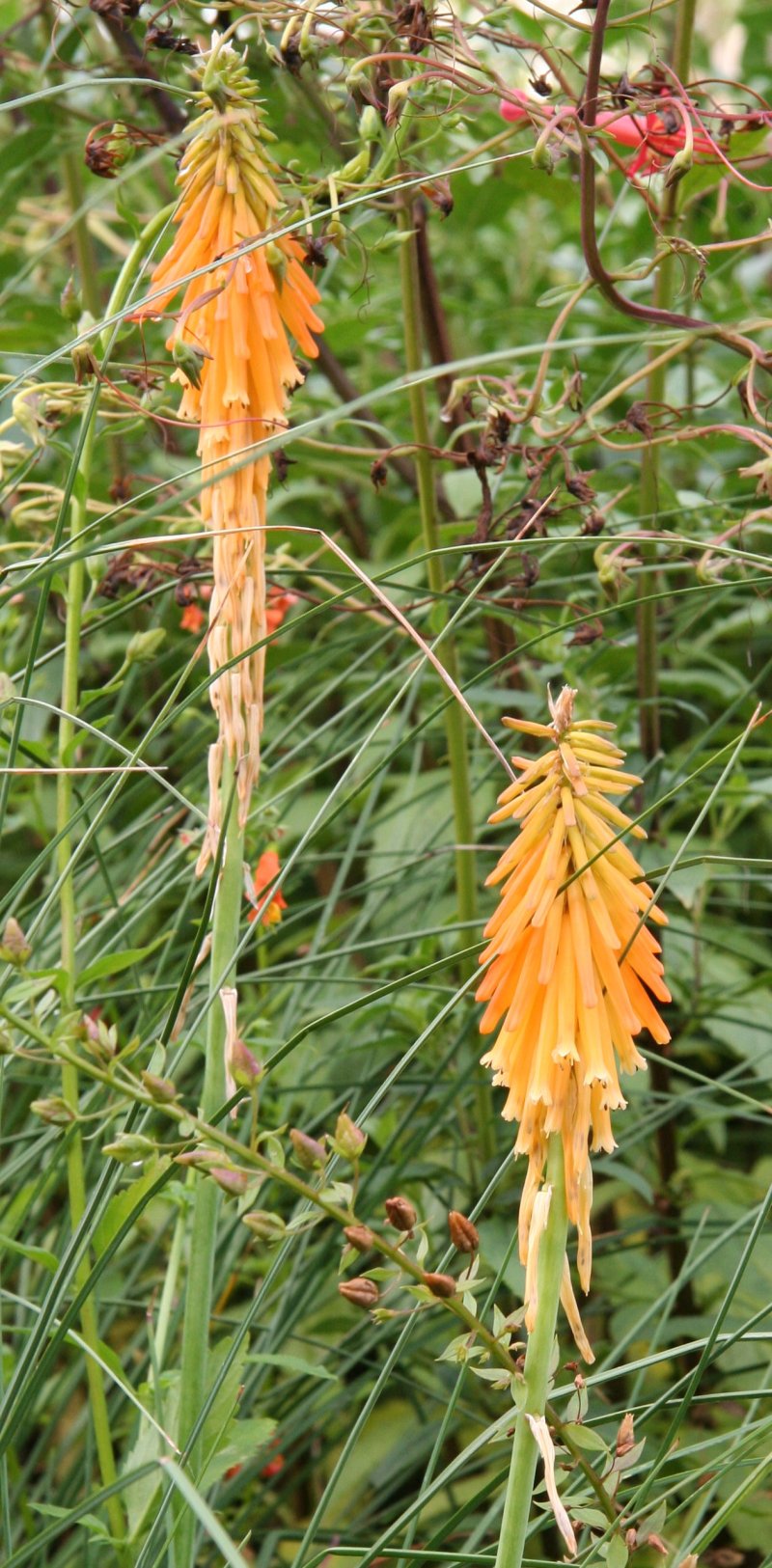 Kniphofia triangularis
