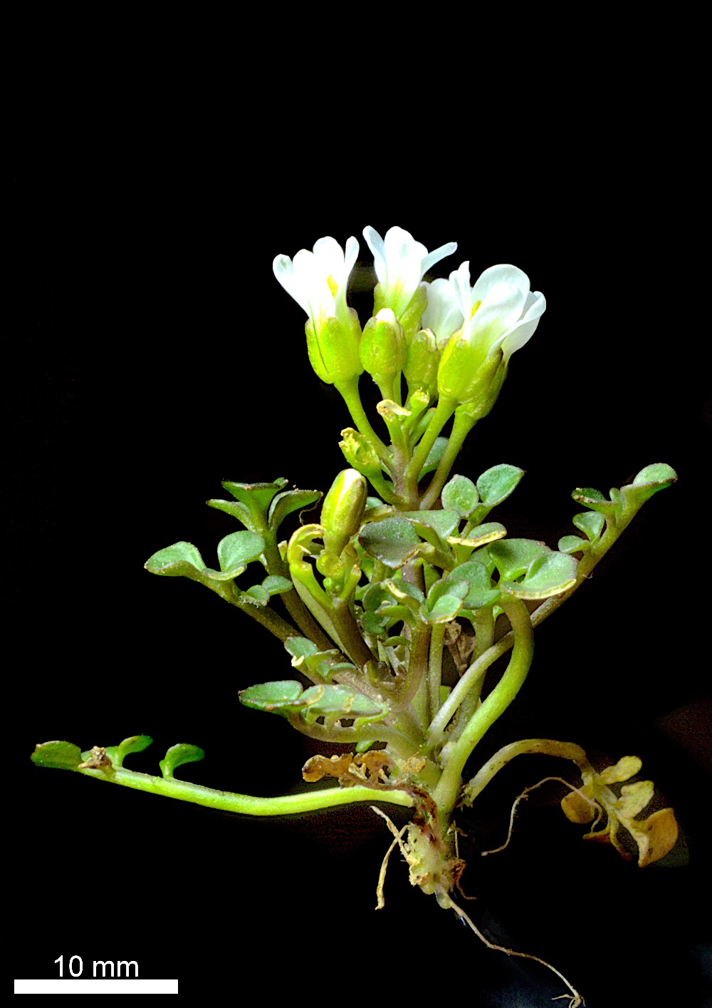 Cardamine eminentia