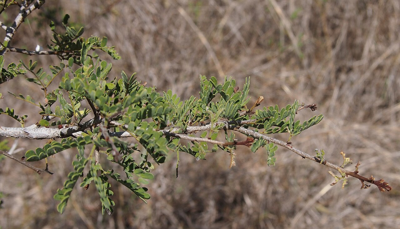 Archidendropsis basaltica