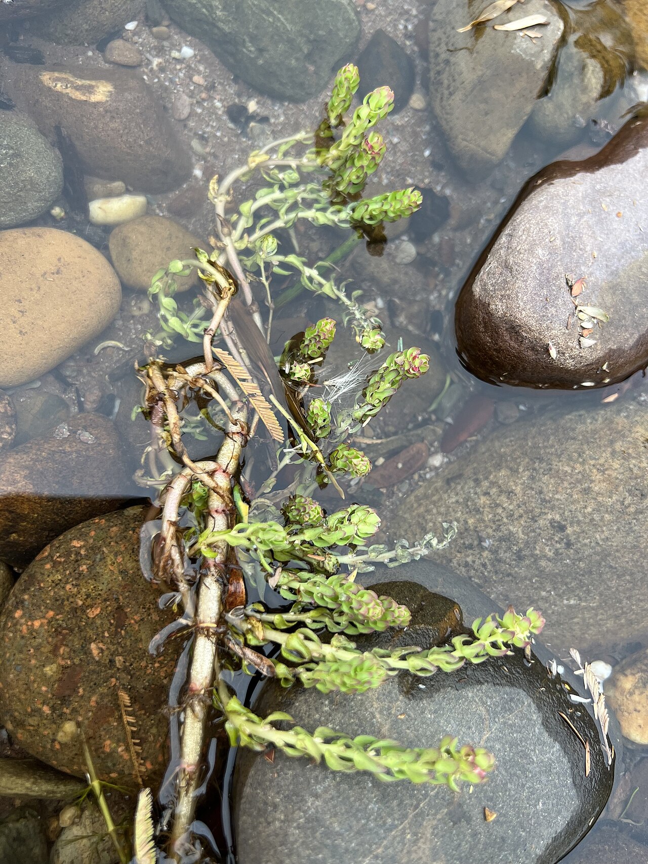 Myriophyllum caput-medusae