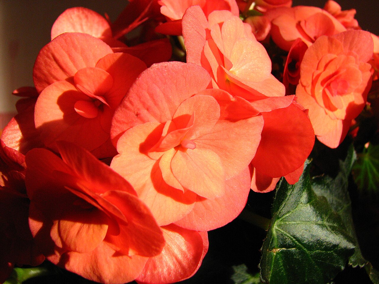Begonia ×hiemalis