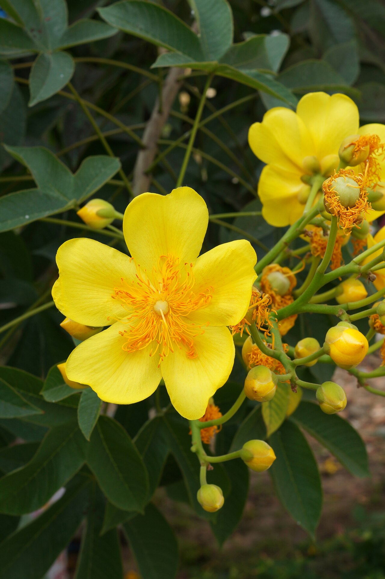 Cochlospermum religiosum