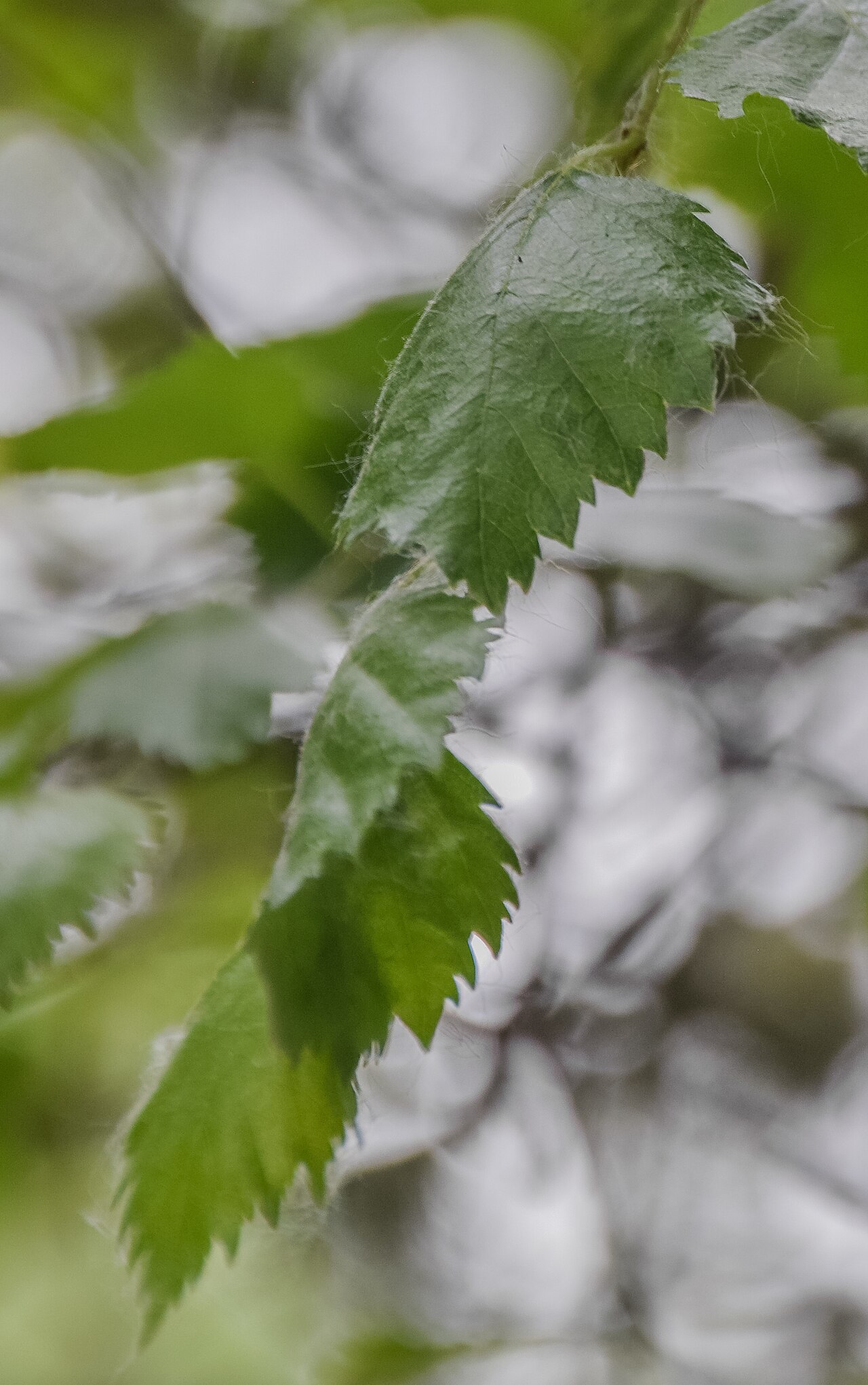 Betula neoalaskana