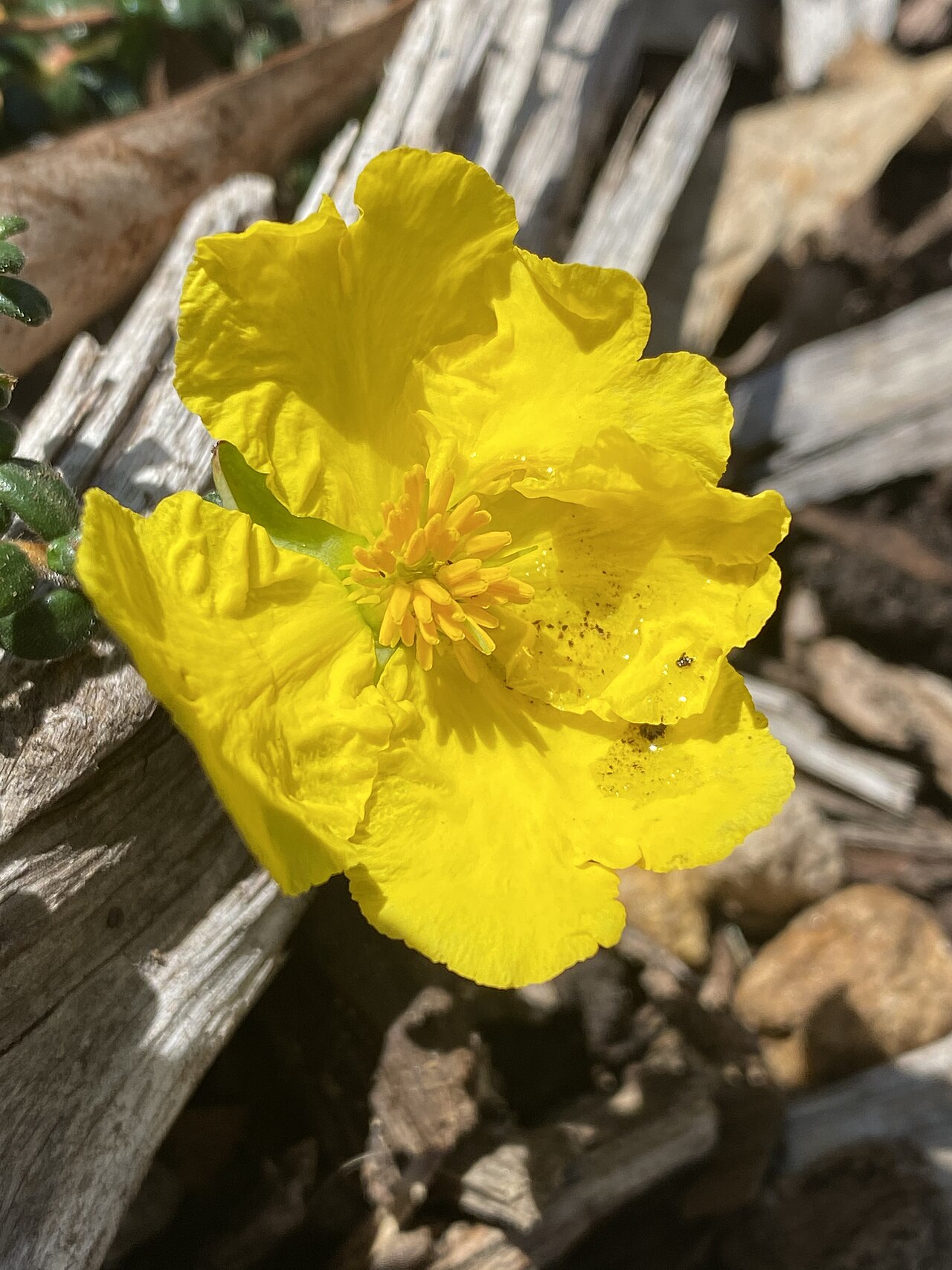 Hibbertia decumbens