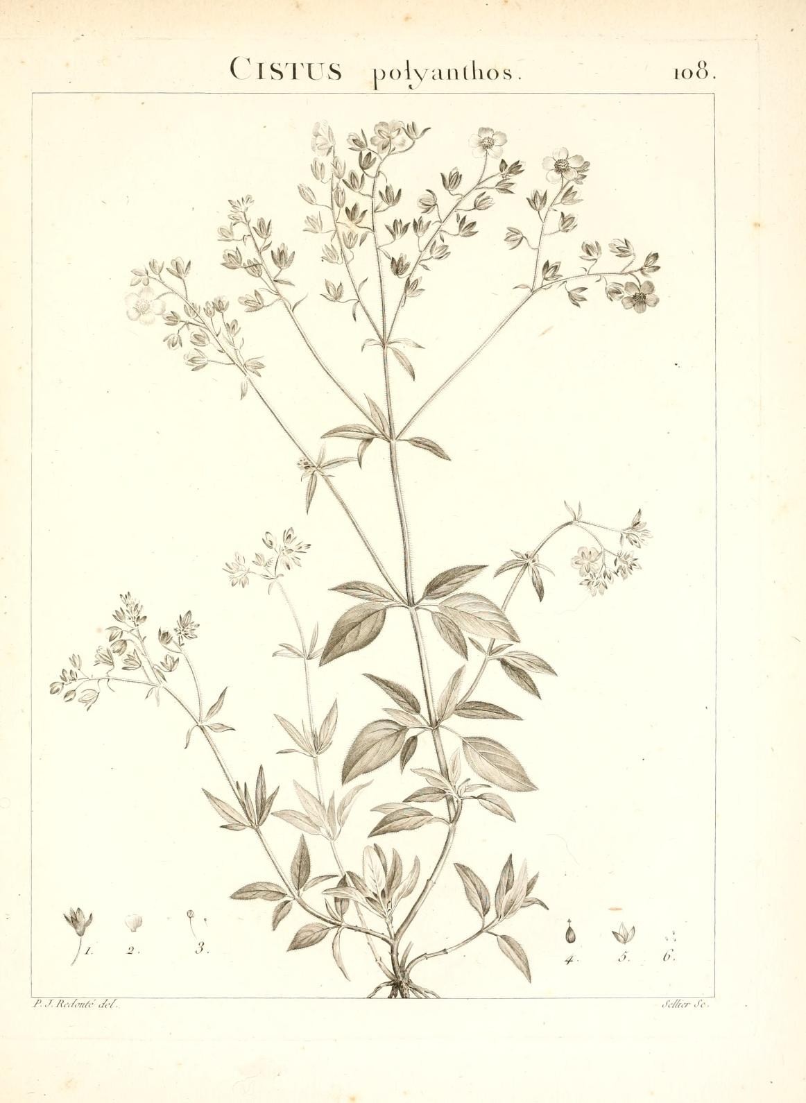 Helianthemum polyanthum