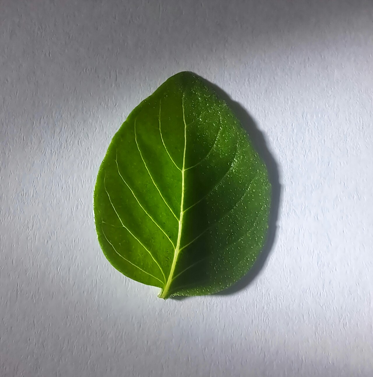 Opal Basil