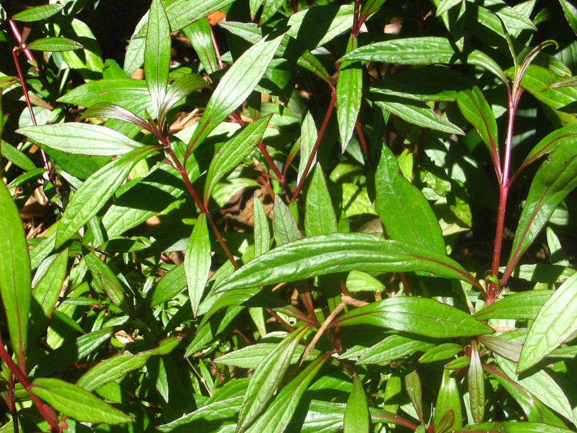 Ayapana triplinervis