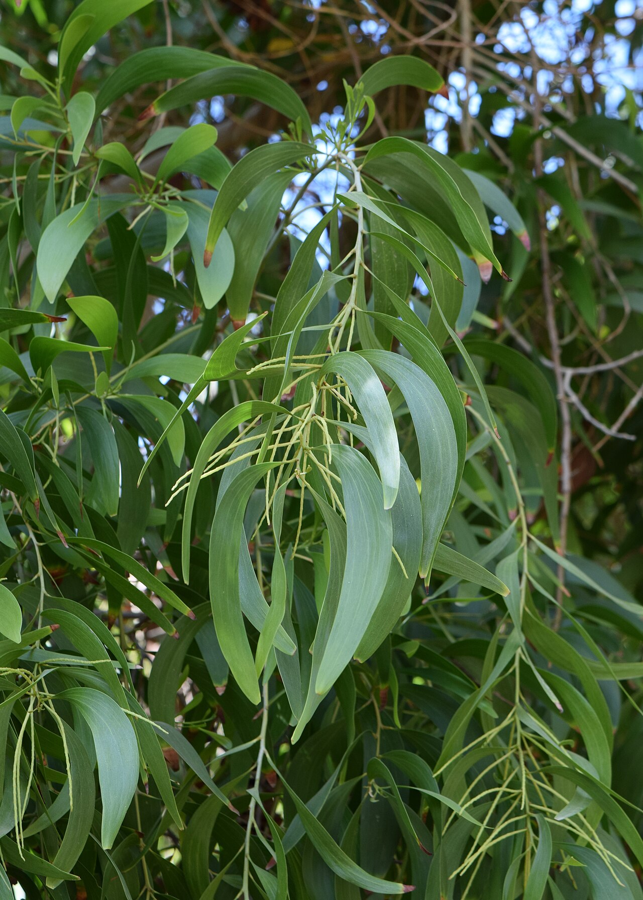 Acacia auriculiformis