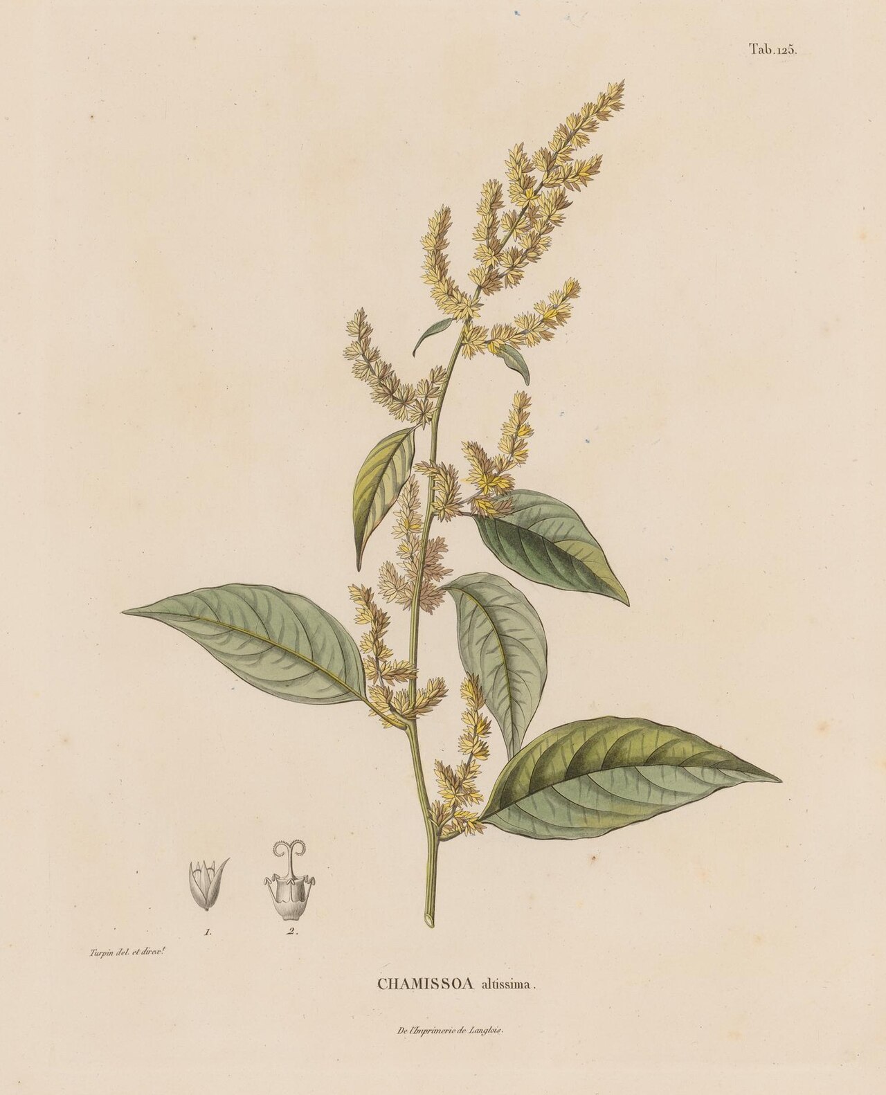 Chamissoa altissima