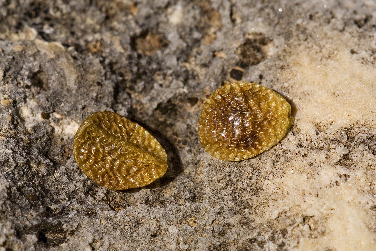 Menodora longiflora