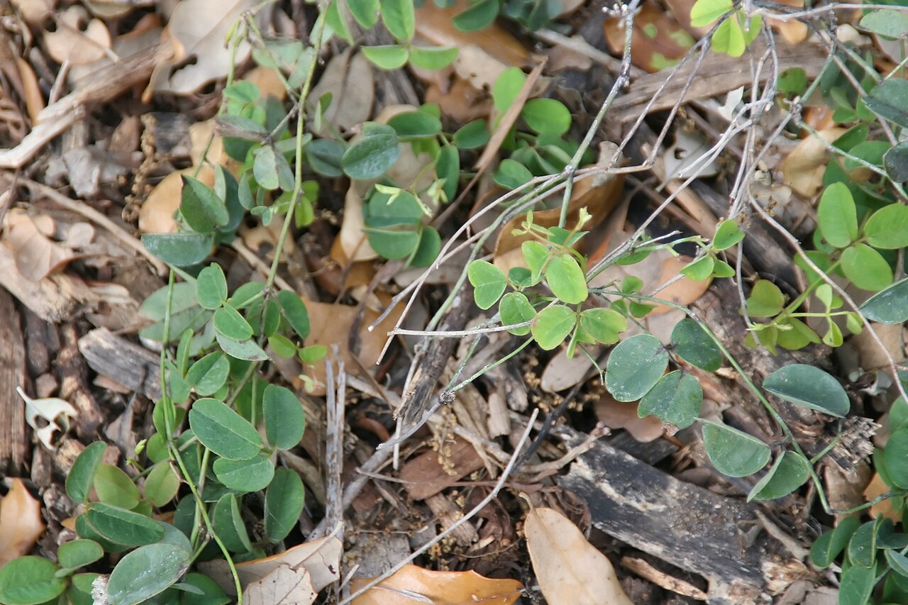 Galactia smallii