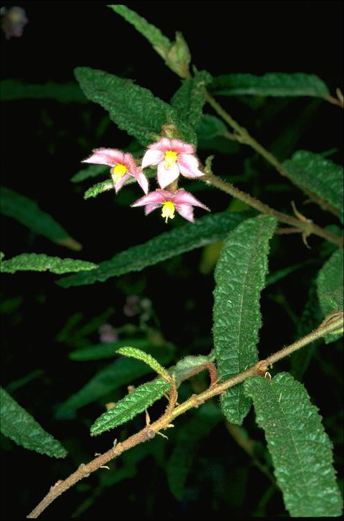 Seringia hookeriana