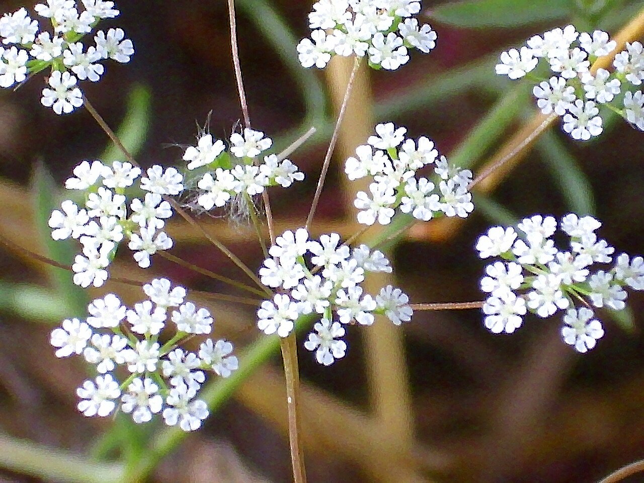 Ammoides pusilla