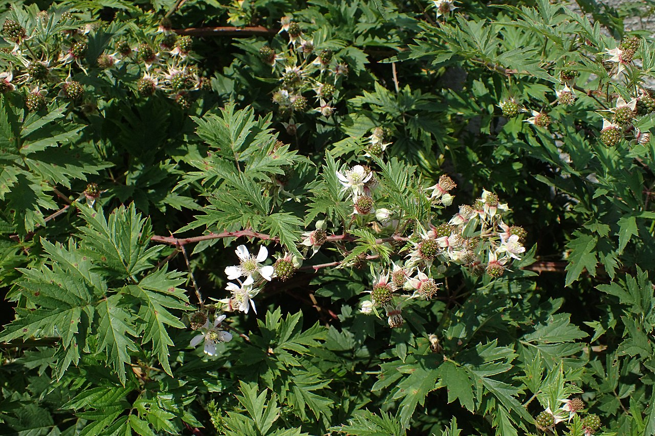 Rubus laciniatus
