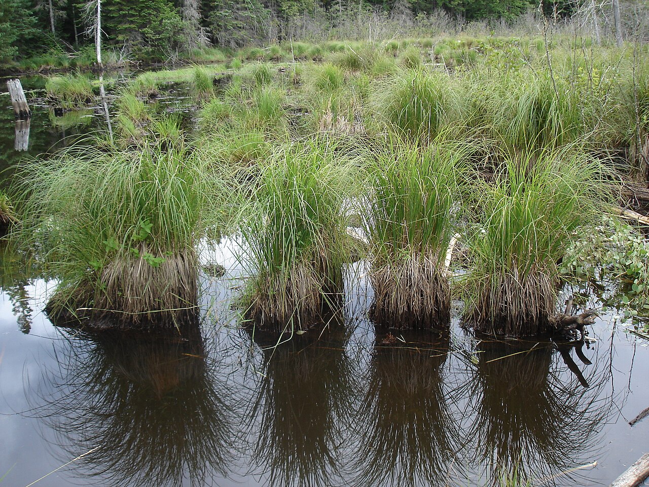 Schoenus pauciflorus