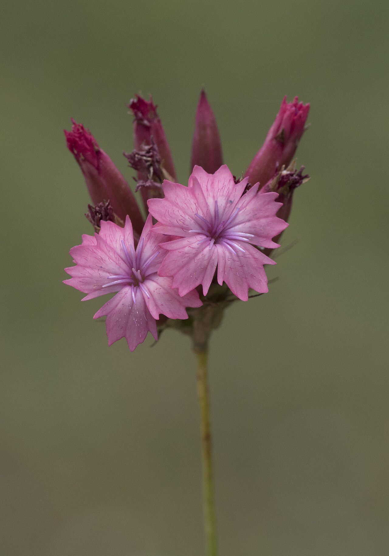 Dianthus cruentus