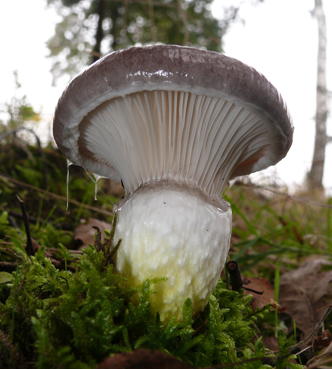 Glutinous gomphidius