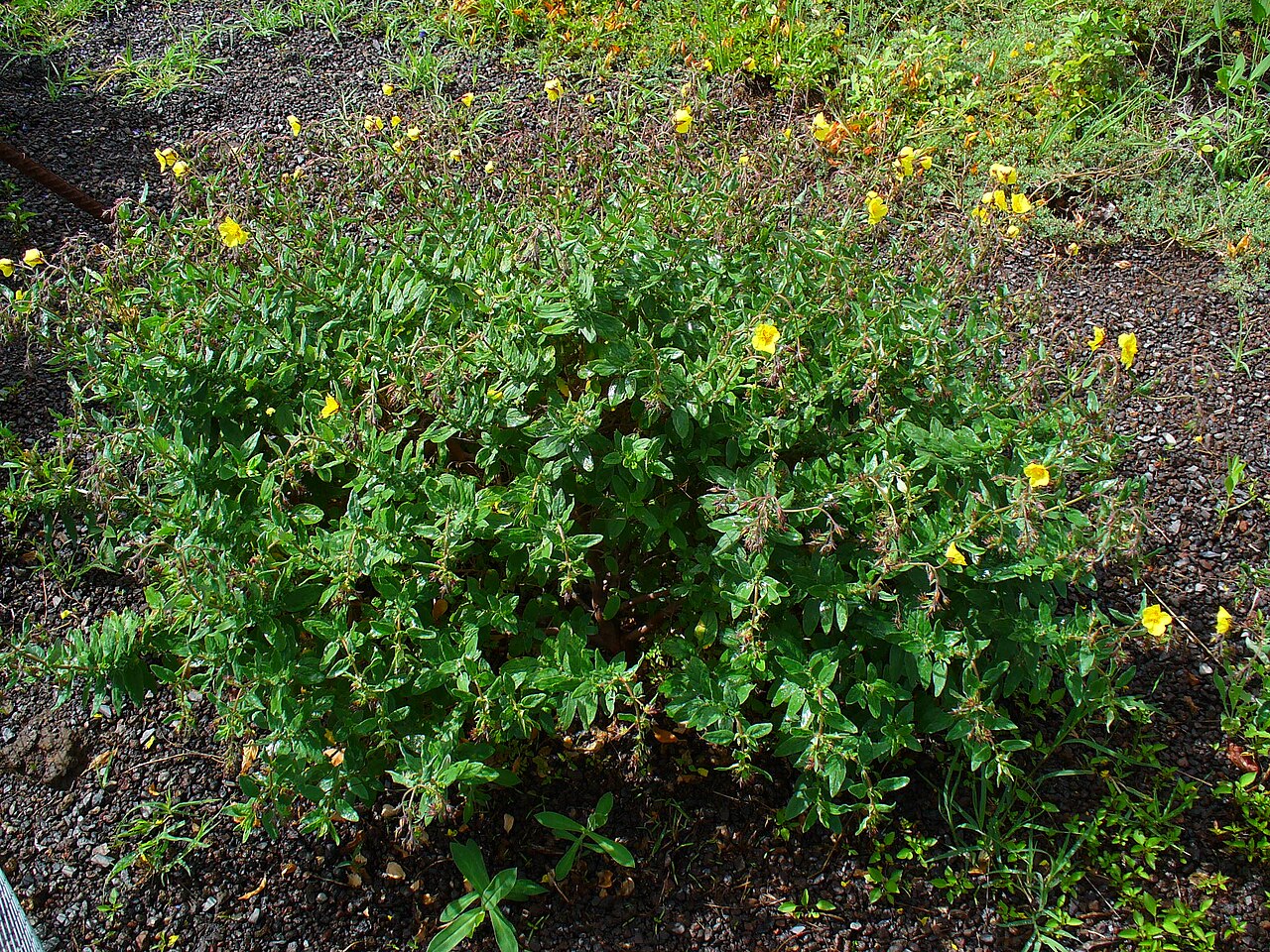 Helianthemum linii
