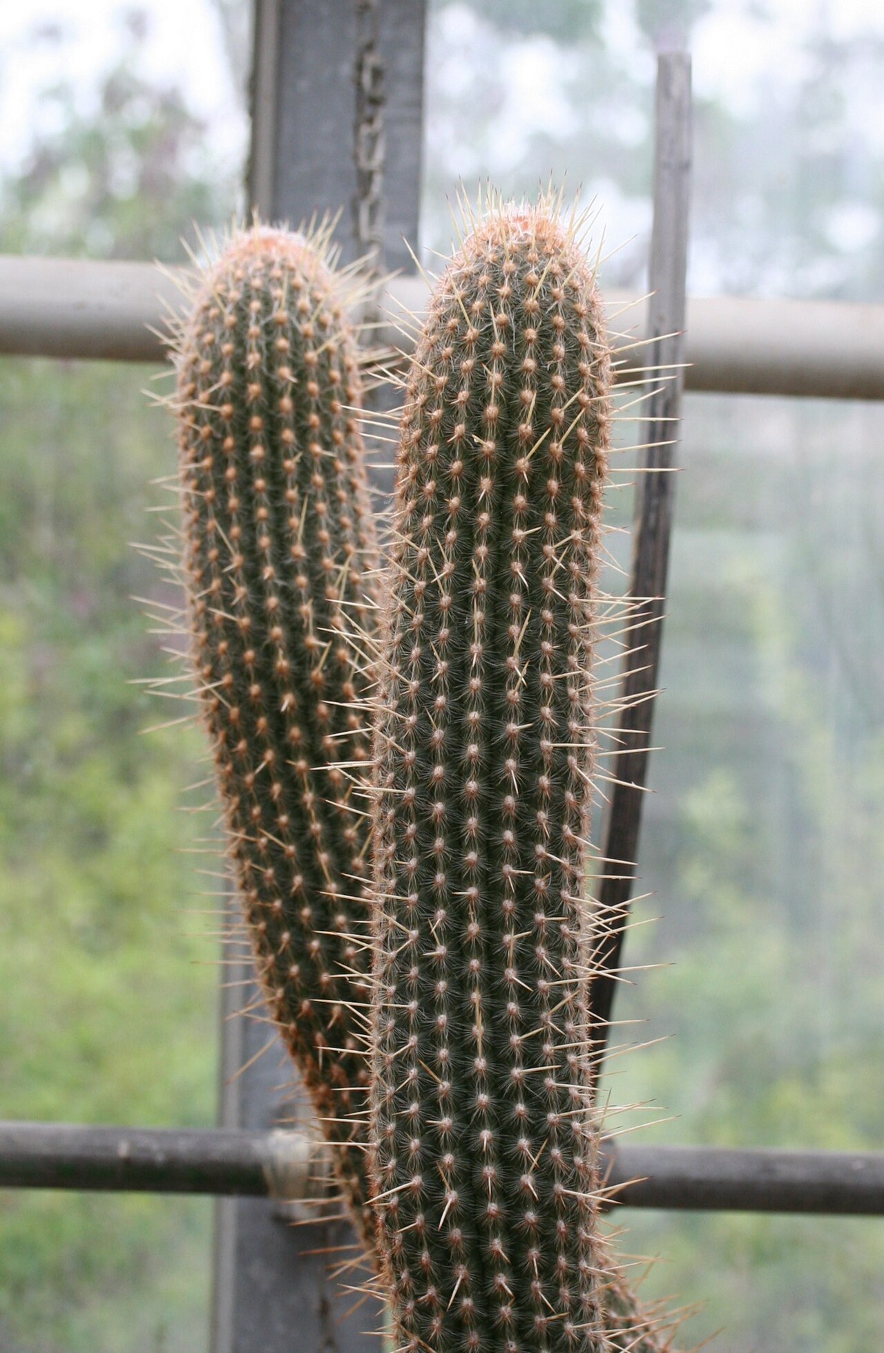 Espostoa lanianuligera
