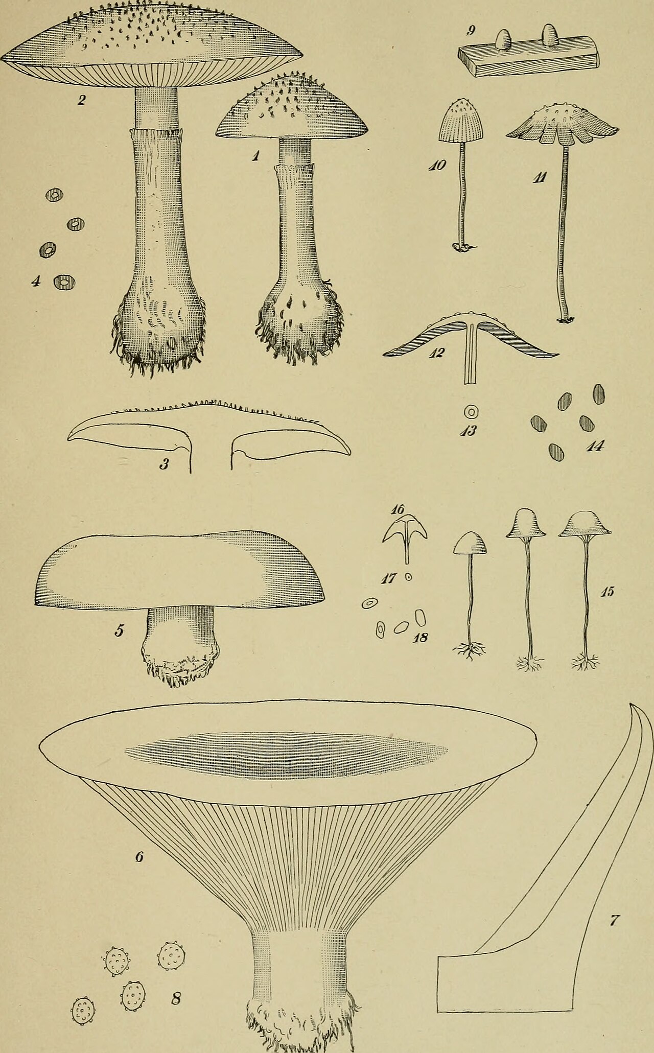 Mycena americana