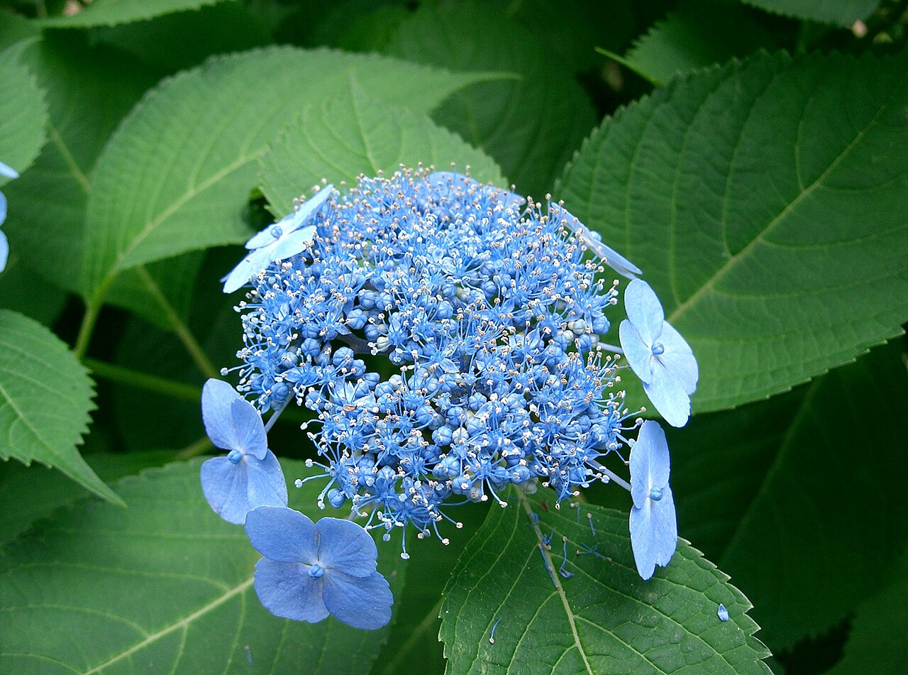 Hydrangea acuminata