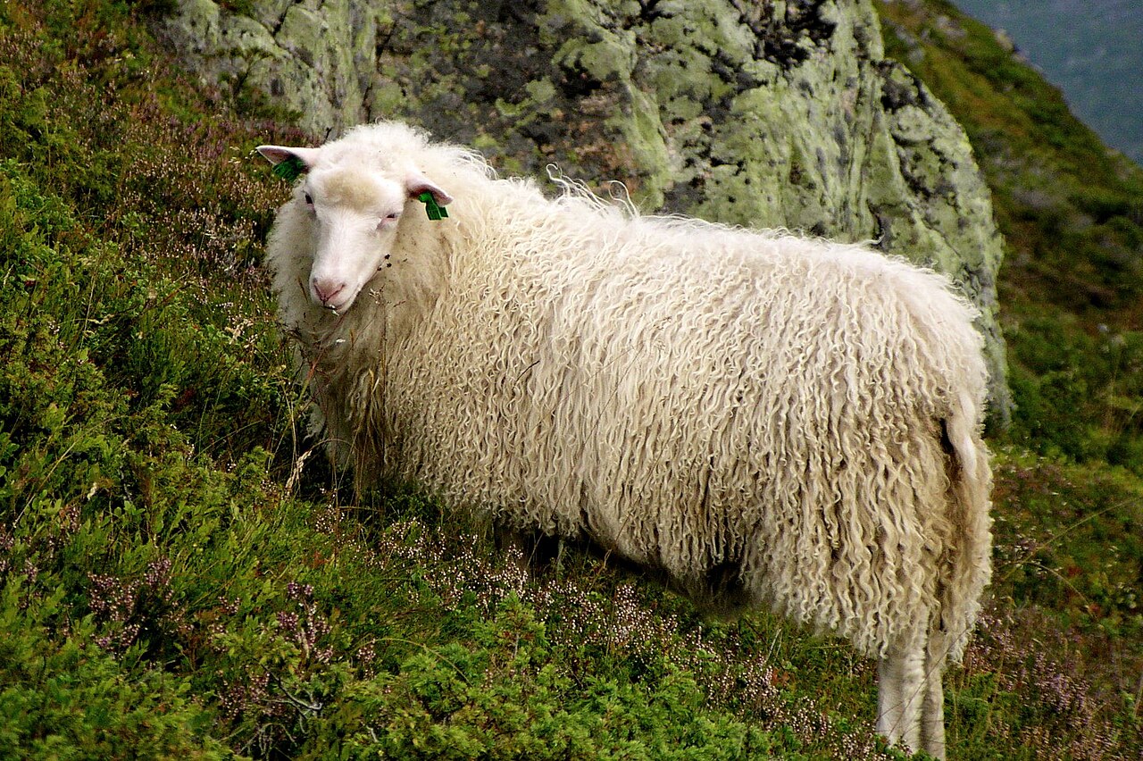 Spælsau