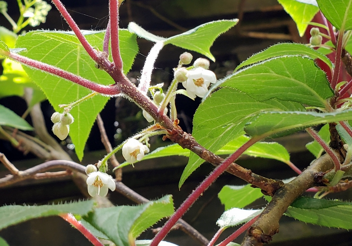 Clematoclethra scandens