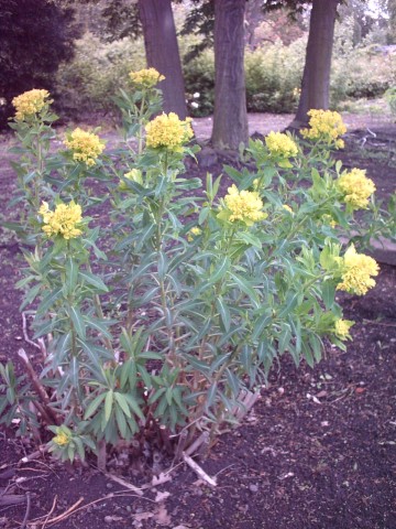 Euphorbia palustris